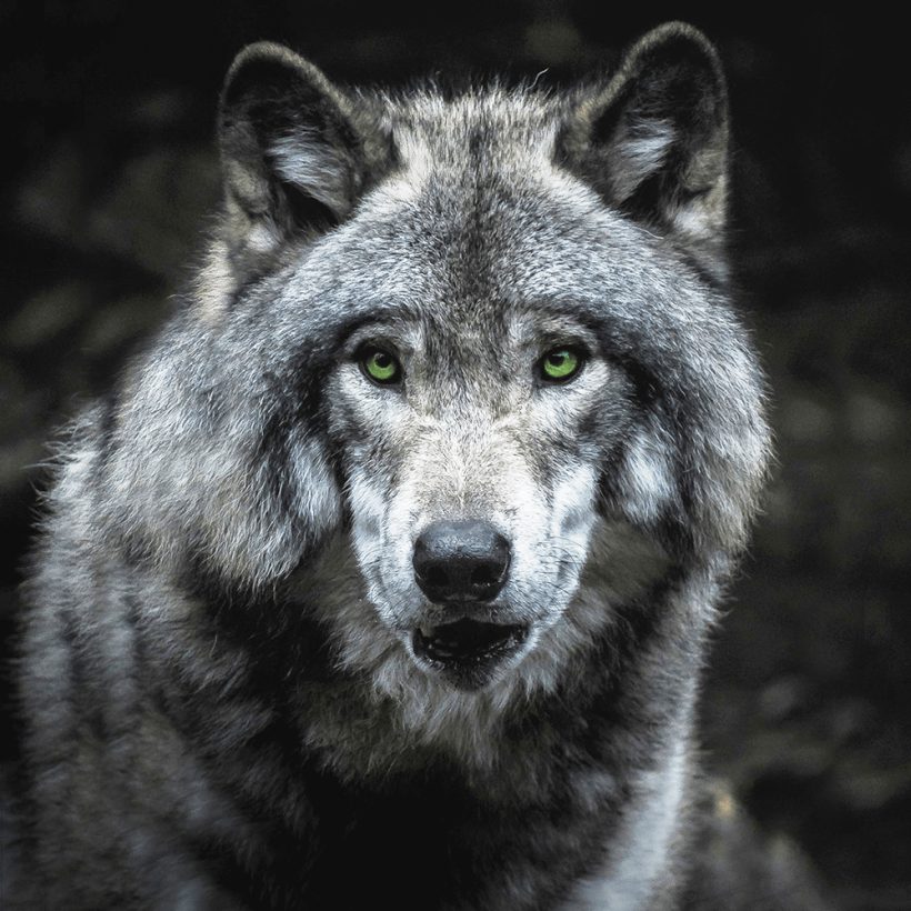 Wspieramy Stowarzyszenie dla Natury „Wilk”